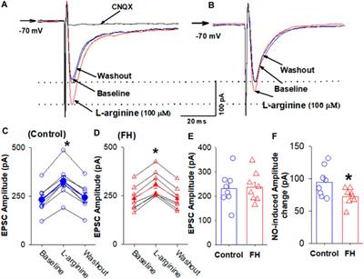 Synaptic mechanisms underlying the elevated sympathetic outflow in fructose-induced hypertension